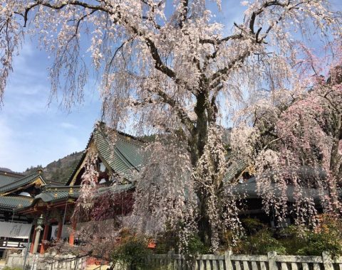 ゆる身延撮影　久遠寺しだれ桜