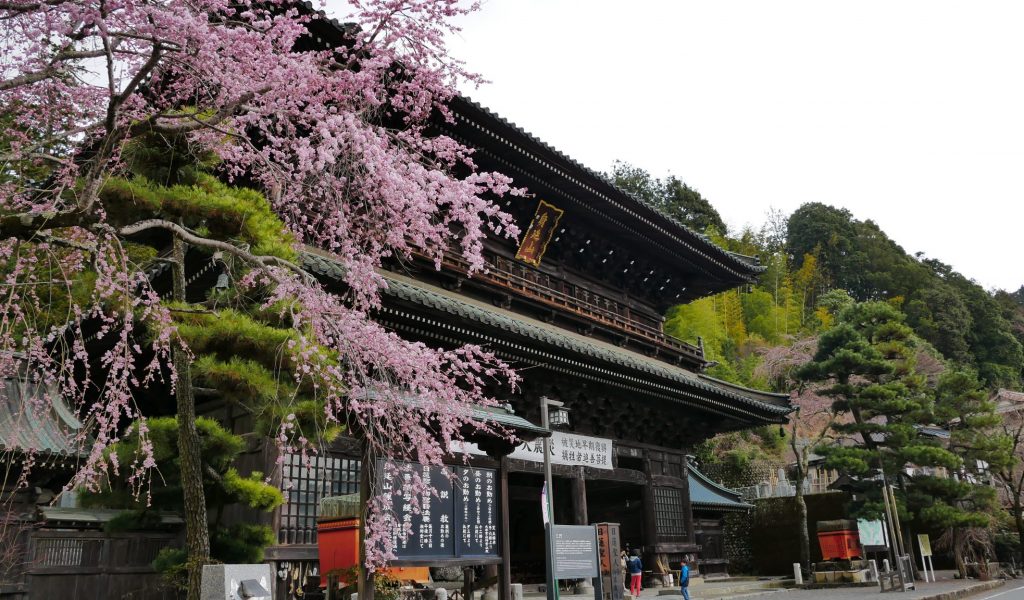 身延山三門　しだれ桜