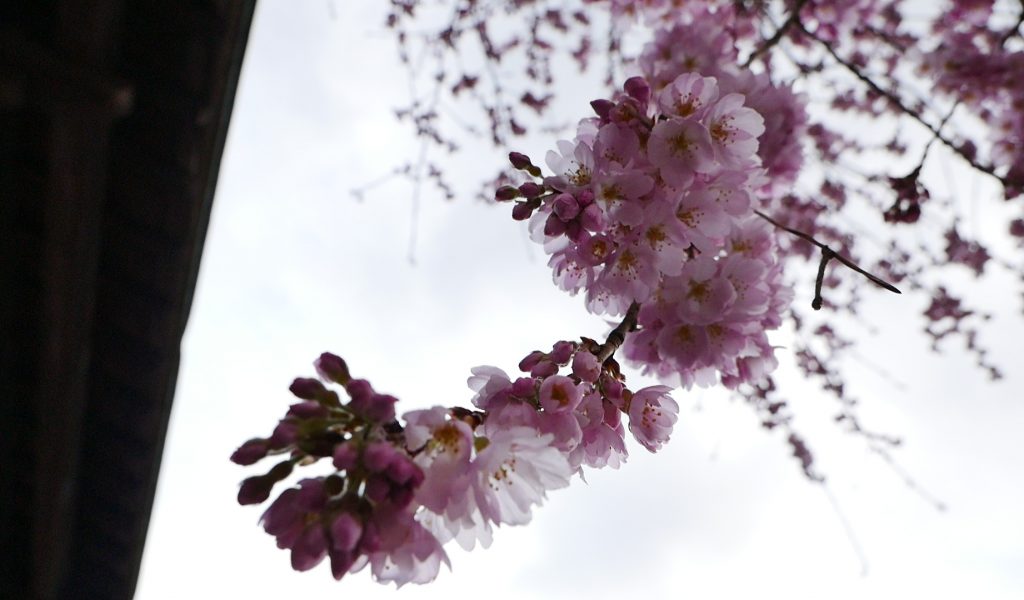 身延山三門　しだれ桜