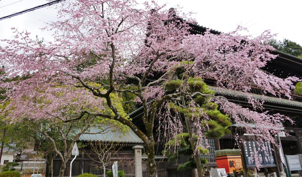 身延山　三門　しだれ桜