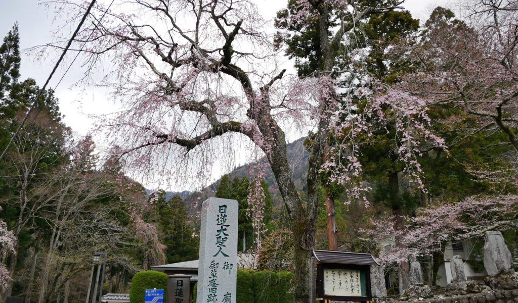 ご廟所入り口　しだれ桜