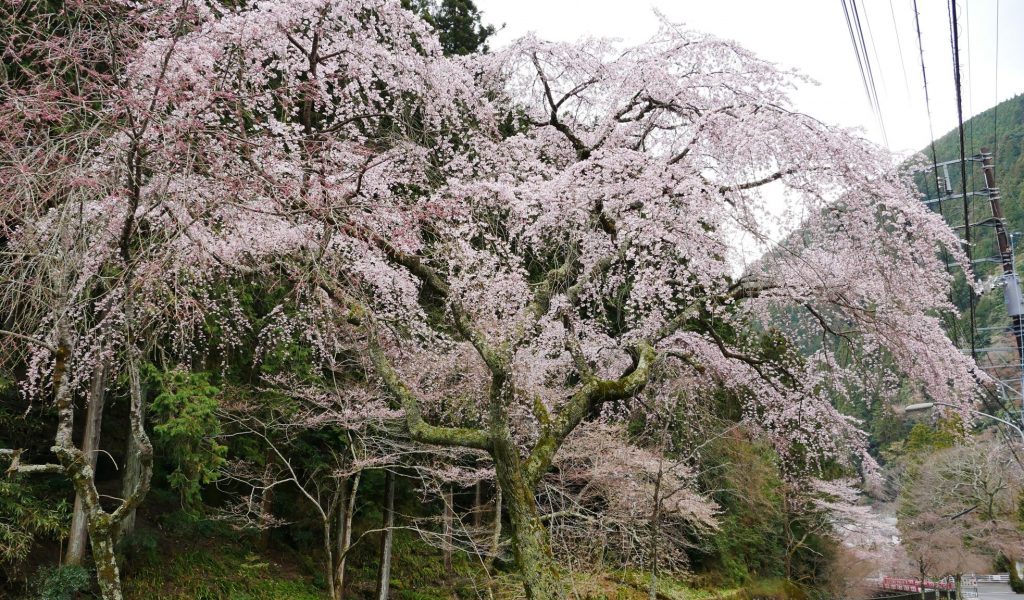 西谷　樋之沢坊　しだれ桜