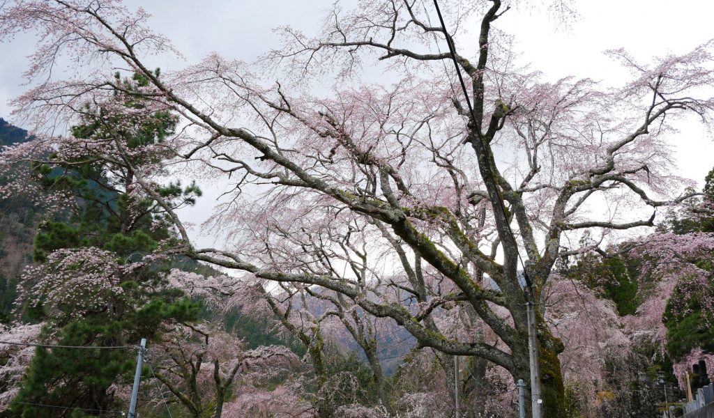 西谷　麓坊　下　しだれ桜