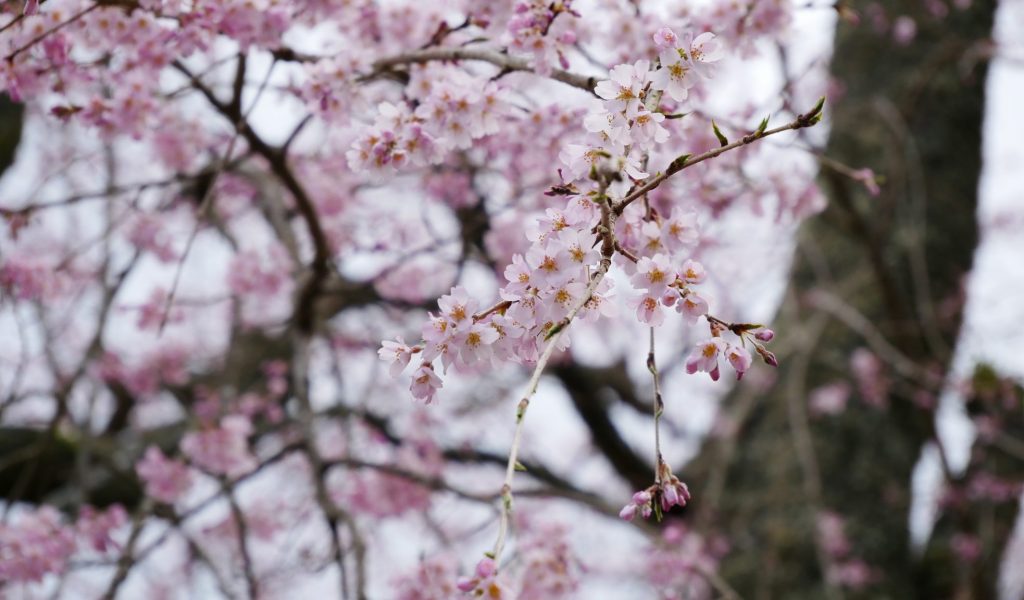 西谷　麓坊　下　しだれ桜