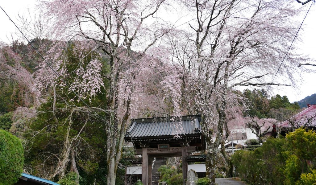 西谷　北之坊入り口　しだれ桜