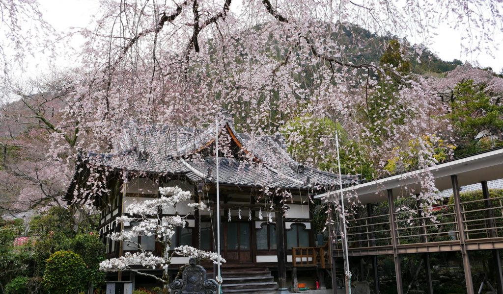 西谷　武井坊　しだれ桜