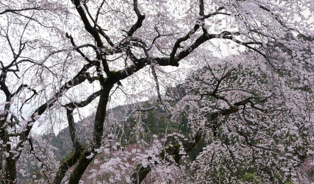 西谷　武井坊　しだれ桜