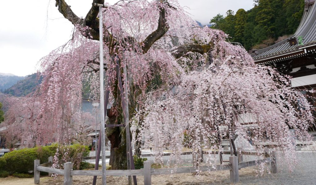 身延山久遠寺しだれ桜　仏殿前