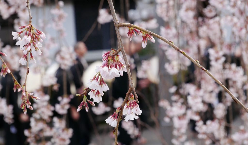 身延山久遠寺しだれ桜仏殿前