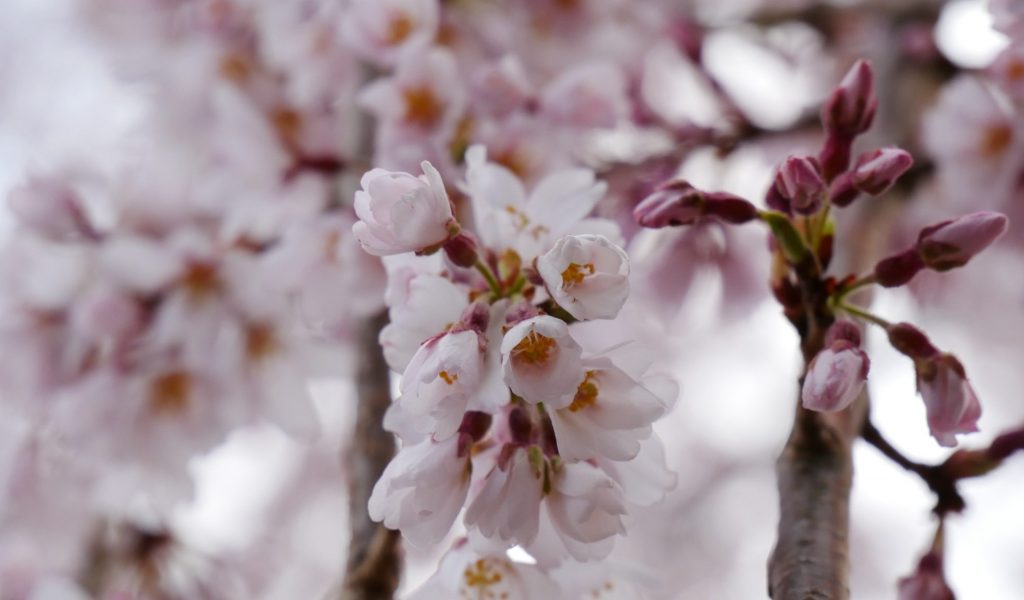 身延山久遠寺しだれ桜仏殿前