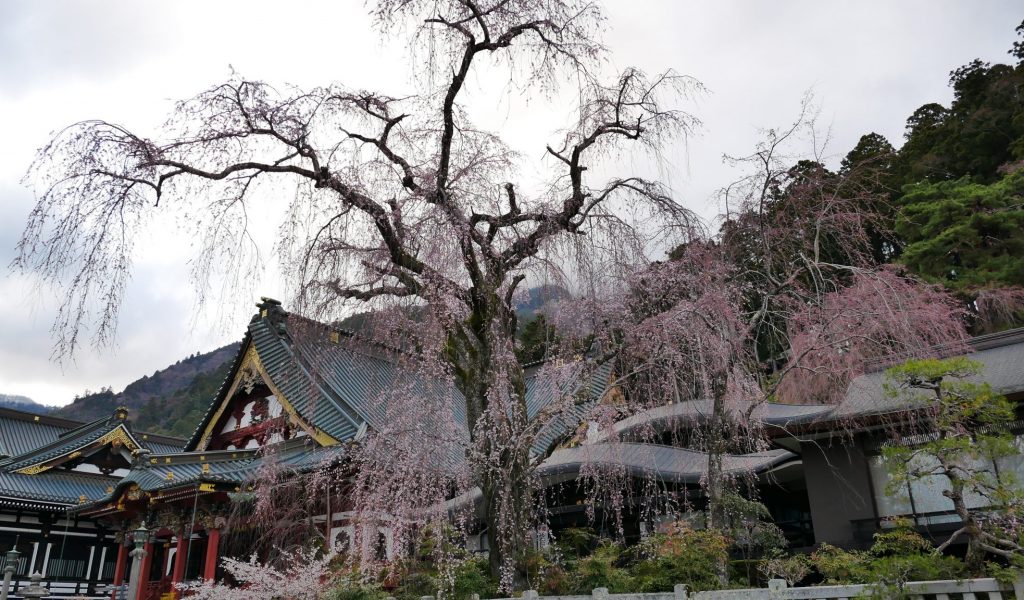 身延山久遠寺しだれ桜