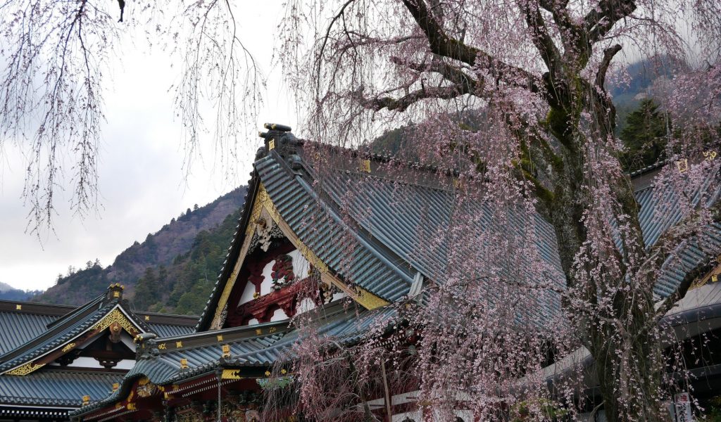 身延山久遠寺　しだれ桜